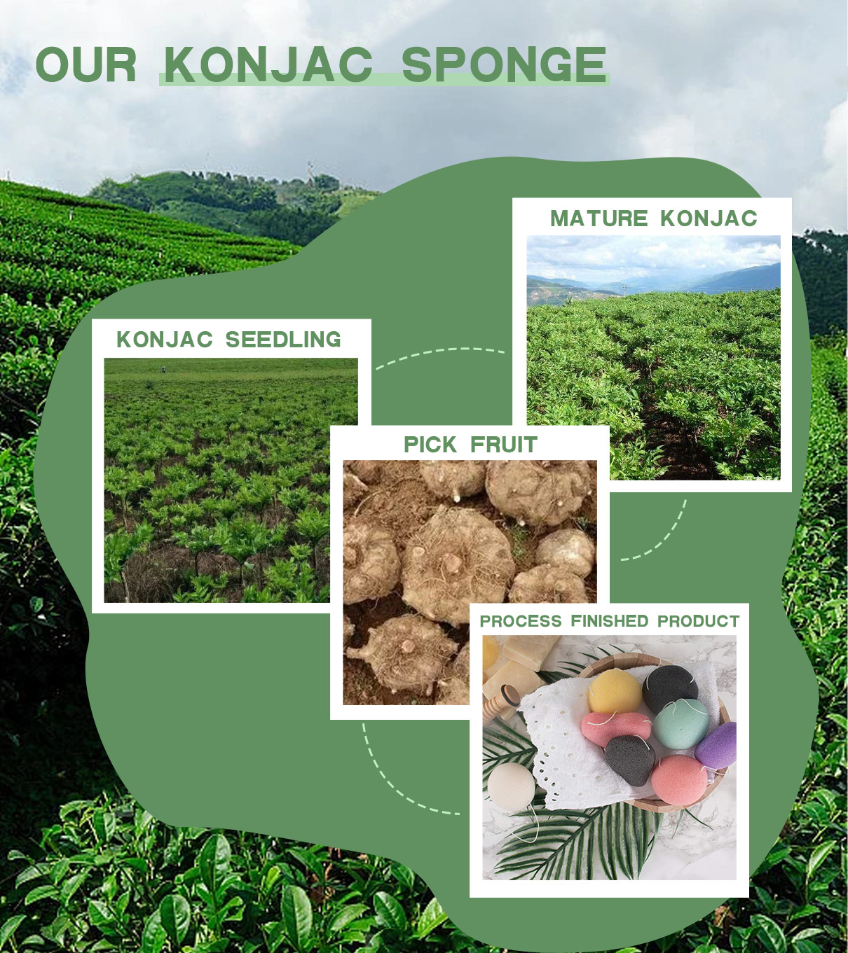 के बारे में नवीनतम कंपनी का मामला Konjac स्पंज संयंत्र Konjac के कंद से प्राप्त कर रहे हैं